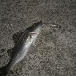 セイゴ（ヒラスズキ）