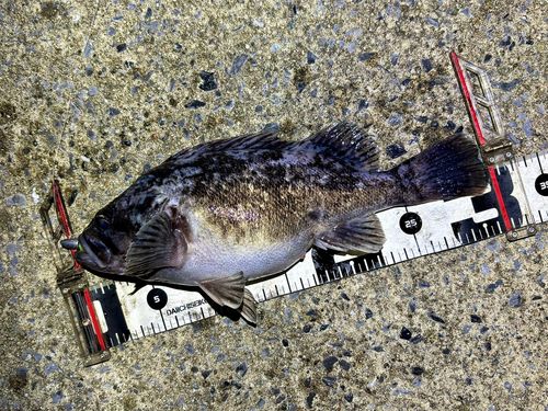 クロソイの釣果