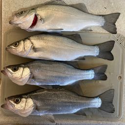 セイゴ（ヒラスズキ）