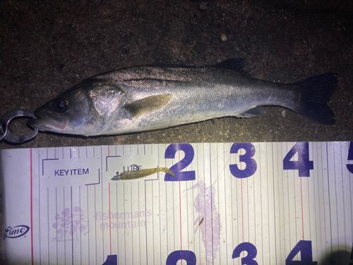 フッコ（マルスズキ）の釣果