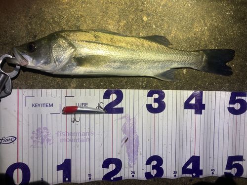 フッコ（マルスズキ）の釣果