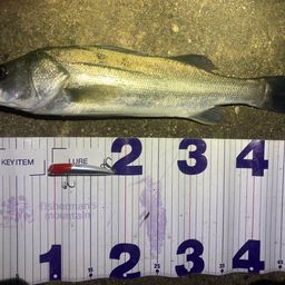 フッコ（マルスズキ）