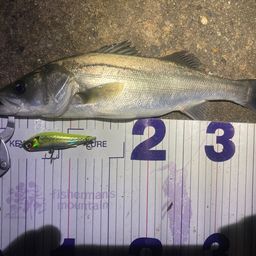 フッコ（マルスズキ）