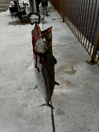 南芦屋浜ベランダ