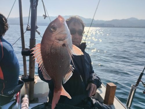 マダイの釣果