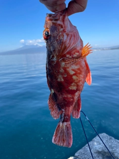 カサゴの釣果