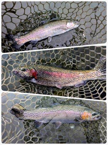 ニジマスの釣果