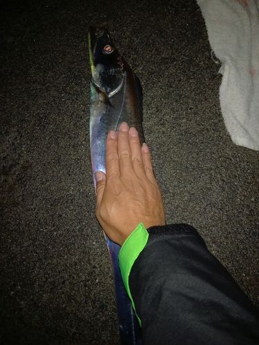 タチウオの釣果