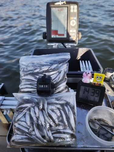 ワカサギの釣果