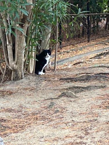 セイゴ（ヒラスズキ）の釣果