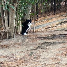 セイゴ（ヒラスズキ）