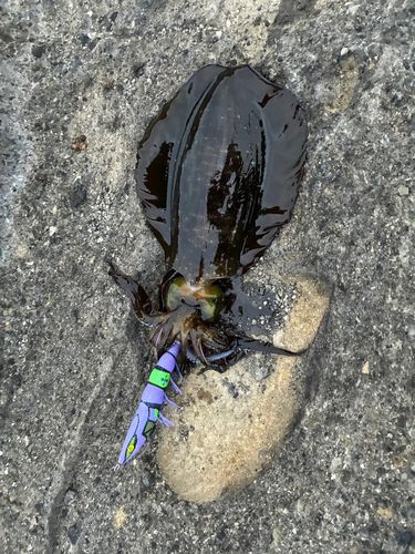 アオリイカの釣果