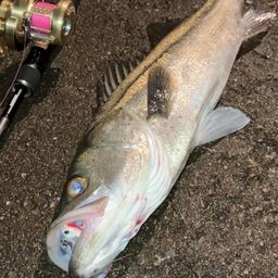 セイゴ（マルスズキ）