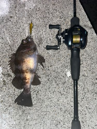 シロメバルの釣果