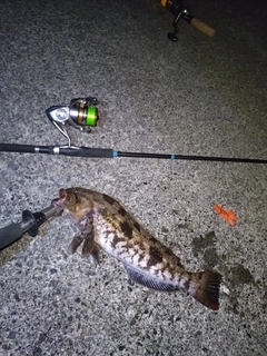 アイナメの釣果