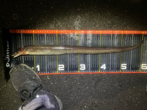 マアナゴの釣果