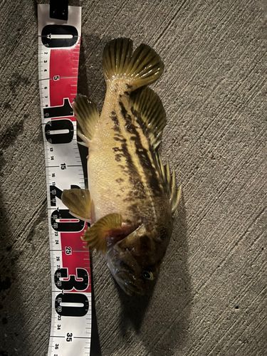 シマゾイの釣果