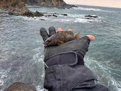 アイナメの釣果