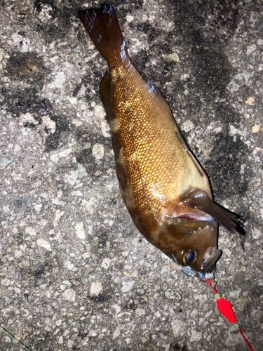 ウスメバルの釣果