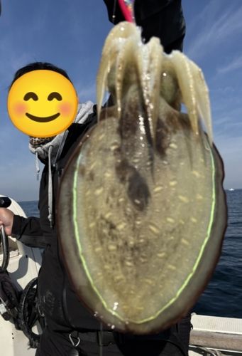 モンゴウイカの釣果