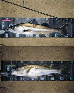 シーバスの釣果