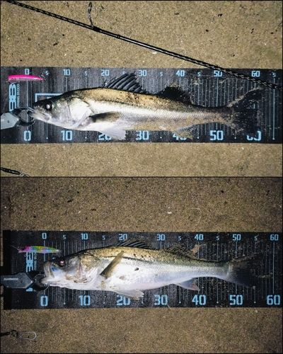 シーバスの釣果