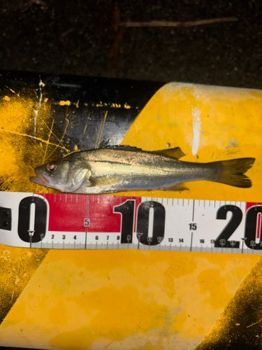 セイゴ（ヒラスズキ）の釣果