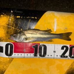 セイゴ（ヒラスズキ）