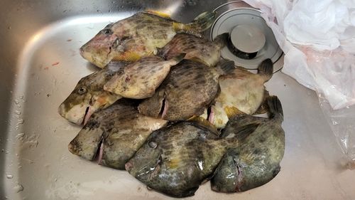 カワハギの釣果