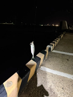 クロソイの釣果