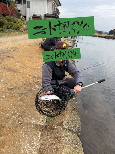 ニジマスの釣果