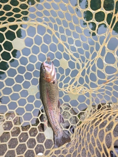 ニジマスの釣果