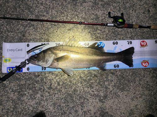 シーバスの釣果