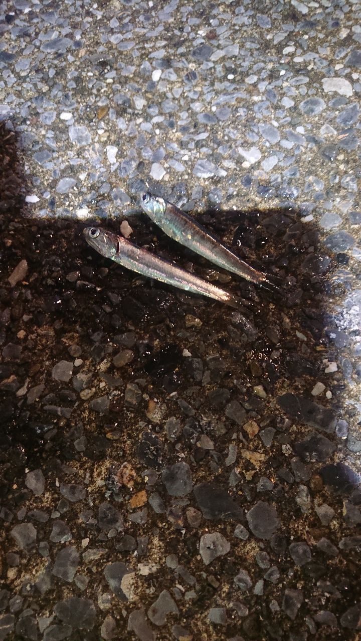 カタクチイワシ