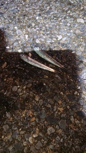 カタクチイワシの釣果