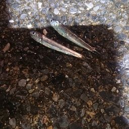 カタクチイワシ