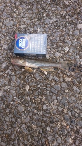 若洲海浜公園海釣り施設