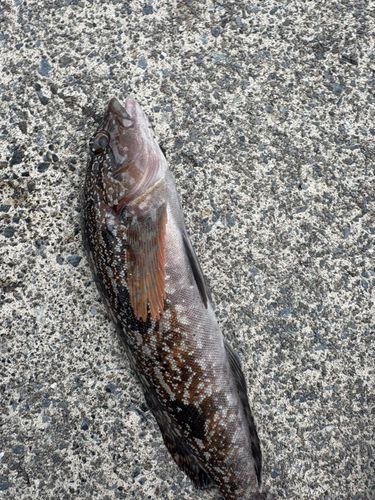 アイナメの釣果