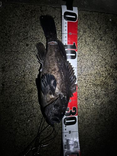 クロソイの釣果