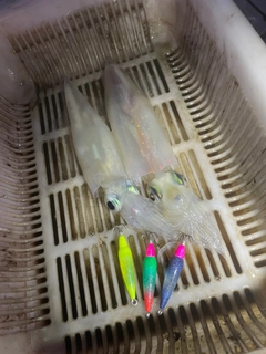 ヤリイカの釣果