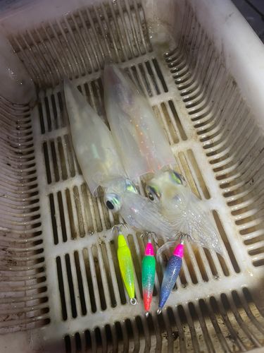 ヤリイカの釣果