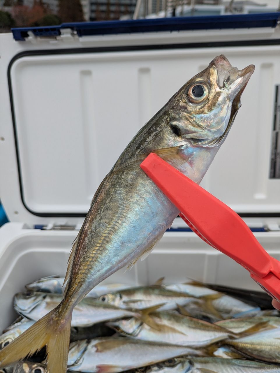 チュンチュン丸さんの釣果 1枚目の画像