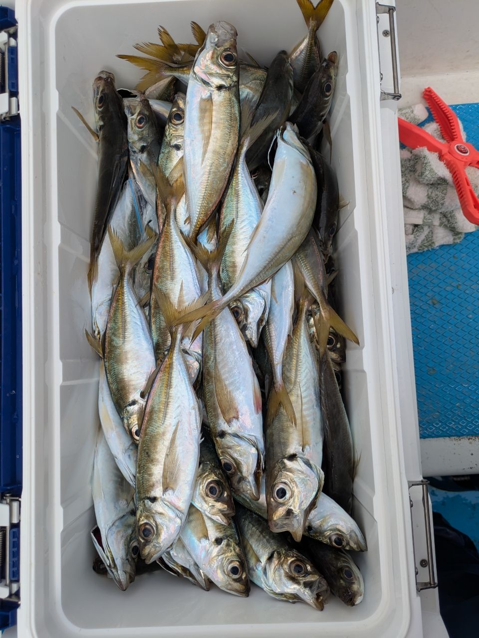 チュンチュン丸さんの釣果 2枚目の画像