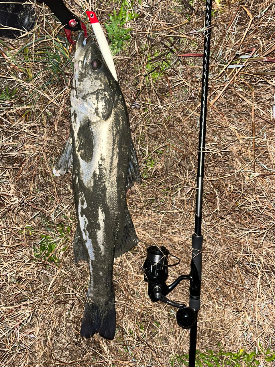 SHIMANO 18ディアルーナ S106MHの最安値・インプレ・釣果 | 本音の