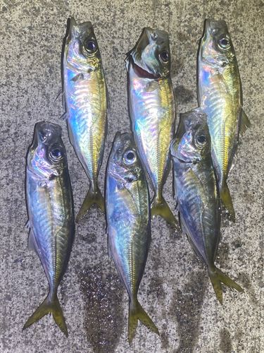 マアジの釣果