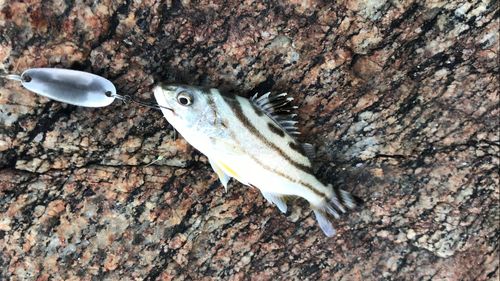 コトヒキの釣果