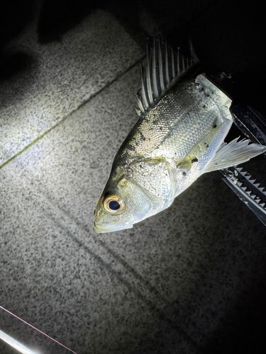 セイゴ（マルスズキ）の釣果