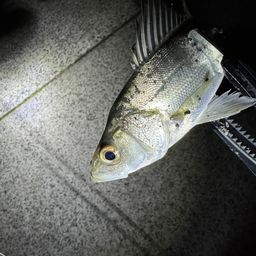 セイゴ（マルスズキ）