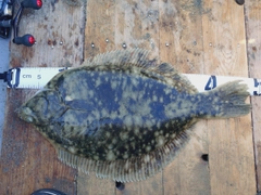 マコガレイの釣果