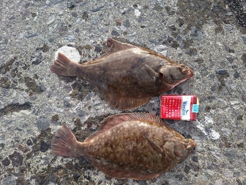 カレイの釣果